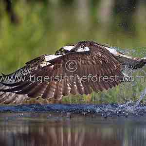 The 'ghostly' Osprey (Pandion haliaetus)