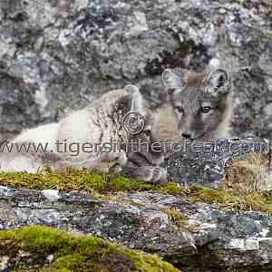 Arctic fox (Alopex lagopus)