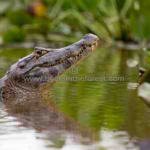 Caiman (Melanosuchus Niger)