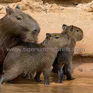 This small family of Capybara (Hydrochaerus Hydrochaeris)  were resting together along a riverbank at The Pantanal.