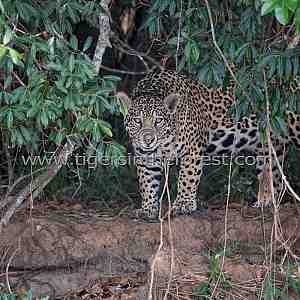 Jaguar (Panthera Onca) emerging from its forest cover.