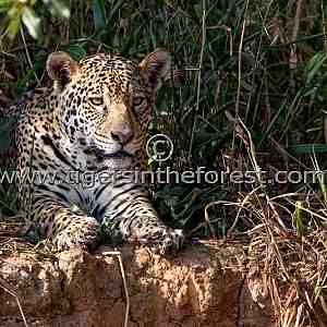 Jaguar (Panthera Onca)