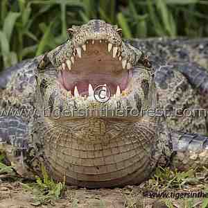  Caiman (Melanosuchus Niger)