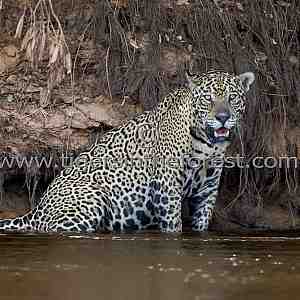 Male Jaguar (Panthera Onca) resting in the shallows of a river.