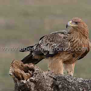 Imperial Eagle (Aquila)