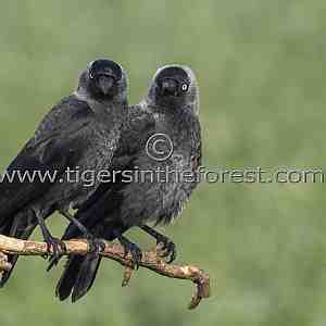 A friendly pair of noisy Jackdaws (Corvus monedula)