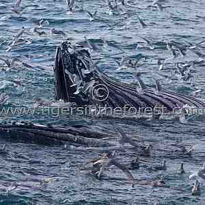 Humpback Whales (Megaptera novaeangliae)