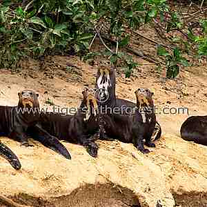 Giant Otter family (Pteroneura Brasiliensis) on the bank of a river in The Pantanal