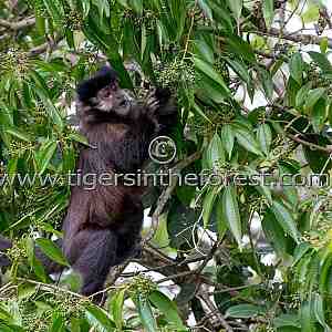 Capuchin Monkey (Cebus) eating fruit from the trees overlooking Iguassu Falls