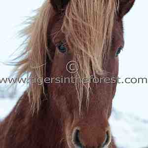 Hardy Icelandic pony