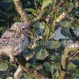 Little owl (Athene noctua) 