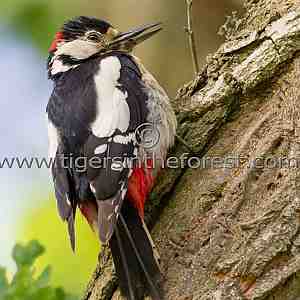 Greater Spotted Woodpecker (Dendrocopos major)