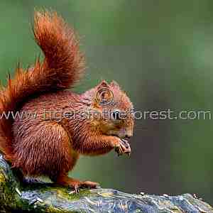 Red Squirrel ( Sciurus vulgaris)