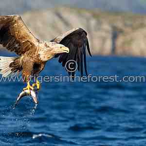White Tailed Sea Eagle (Haliaeetus albicilla)