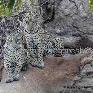 Jaguar siblings