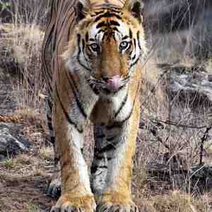 A Male Tiger