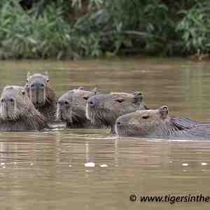 Capybara family (Hydrochaerus Hydrochaeris) swimming in line.