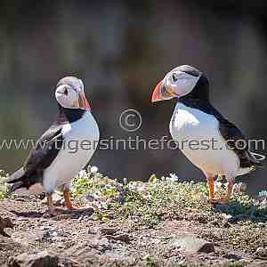 A pair of Puffins socialising