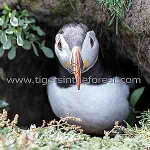 Puffin looking out from its burrow