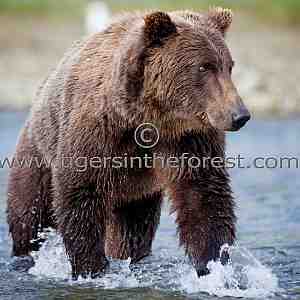 Alaskan brown bear (Ursus arctos)