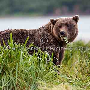 Alaskan Brown Bear (Ursus arctos)
