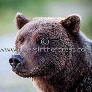 Portrait of a Brown bear (Ursus arctos)