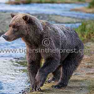 Alaskan brown bear (Ursus arctos)