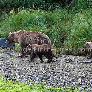 Brown bears (Ursus arctos)