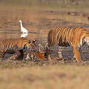 Tigress and her 2 cubs by the Rajbagh lake at Ranthambhore