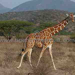 Giraffe (Giraffe camelopardalis reticulata)