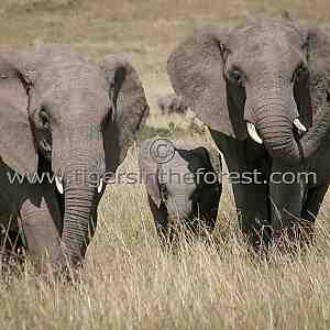 African Elephants ( Loxodonta)