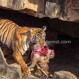 Tigress 'Noor' carrying her Sambar deer kill into a cave.
