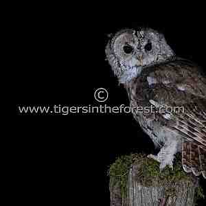Tawny Owl (Strix aluco) seen in a Scottish forest.