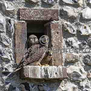 Young Kestrels (Falco Tinnunculus) about to fledge