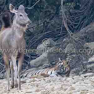 Sambar deer walking slowly past a large adult male tiger