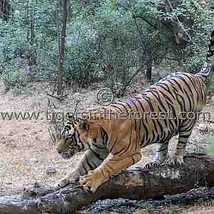 Adult male tiger seen sharpening his claws on a fallen tree.
