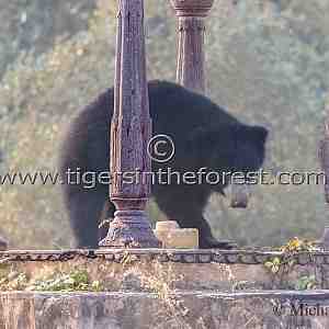 Sloth bear seen entering a chatri at Ranthambhore