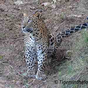 Young self assured male leopard