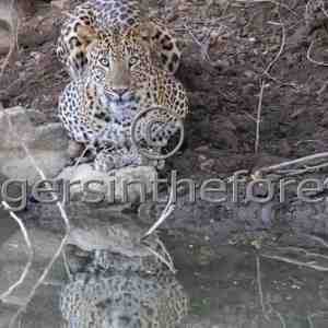Leopard looking straight into my eyes from the other side of the water.